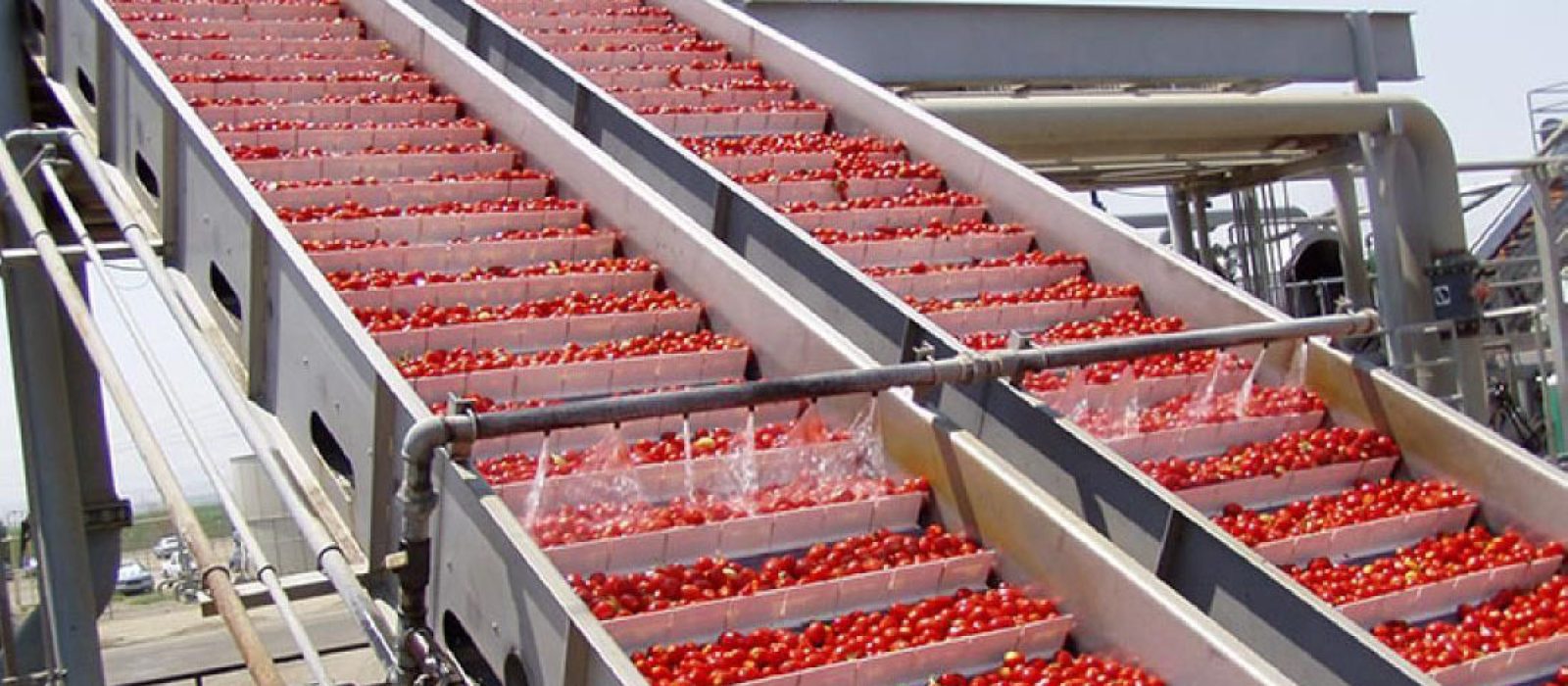 Vegetable Conveyor